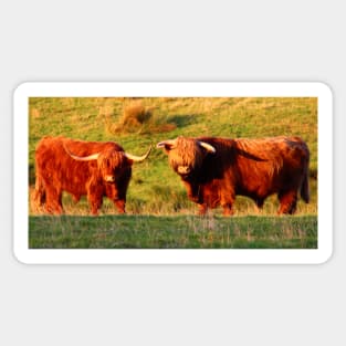 Highland Cows in the Sun Sticker